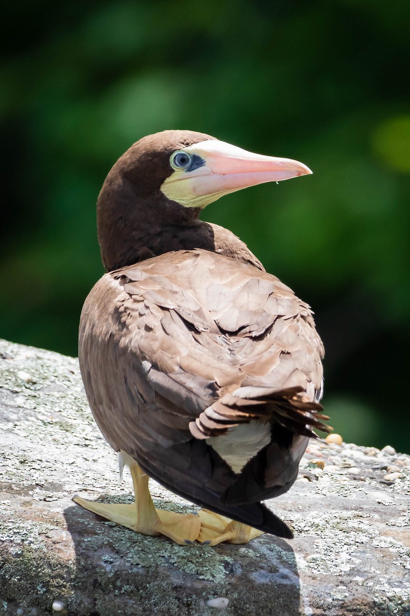 Brown Booby - ML454966781