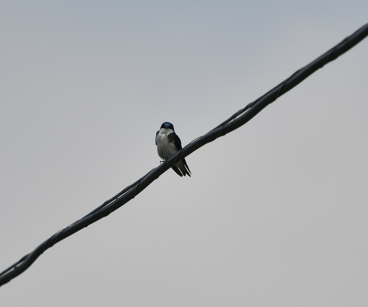 Tree Swallow - ML454966801