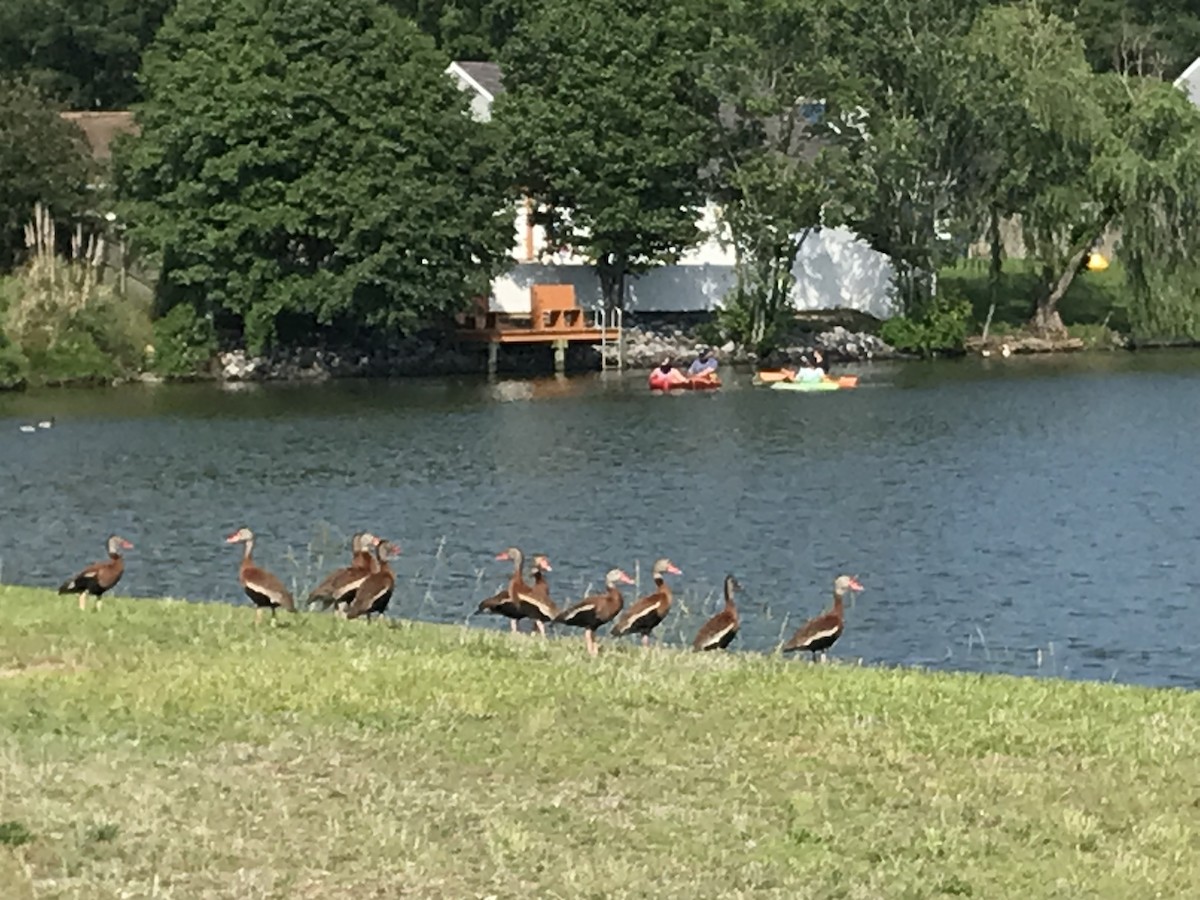 Black-bellied Whistling-Duck - Brandon Holland