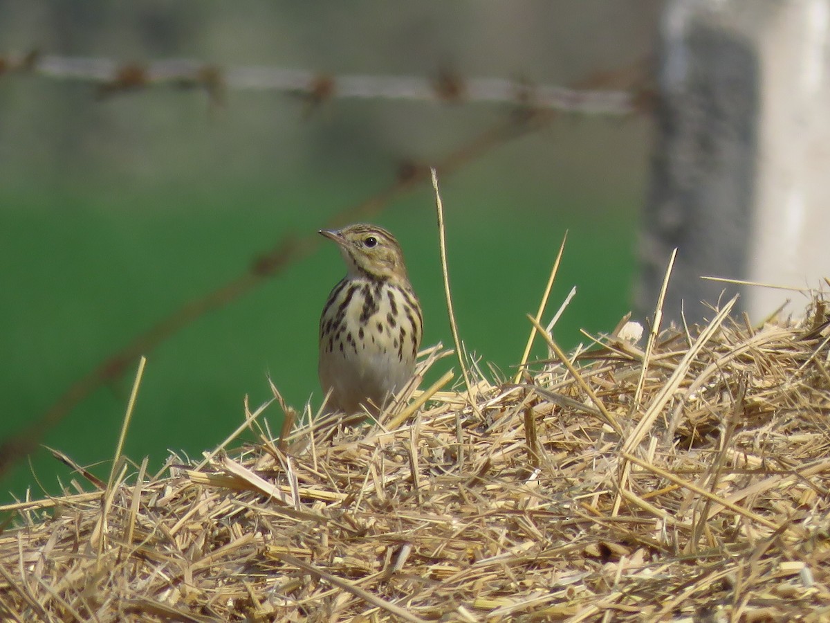 Tree Pipit - ML45496751