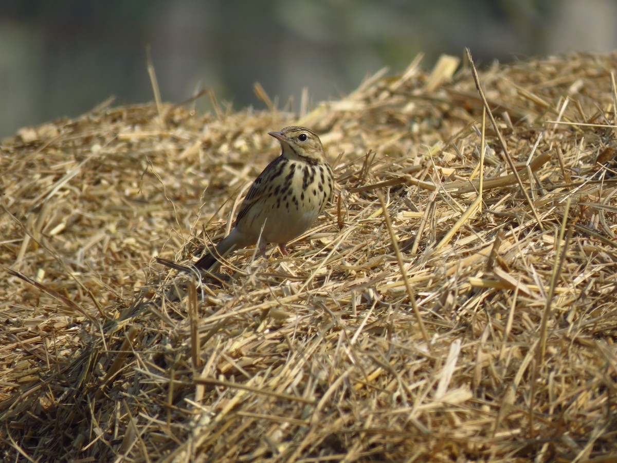 Tree Pipit - ML45496801