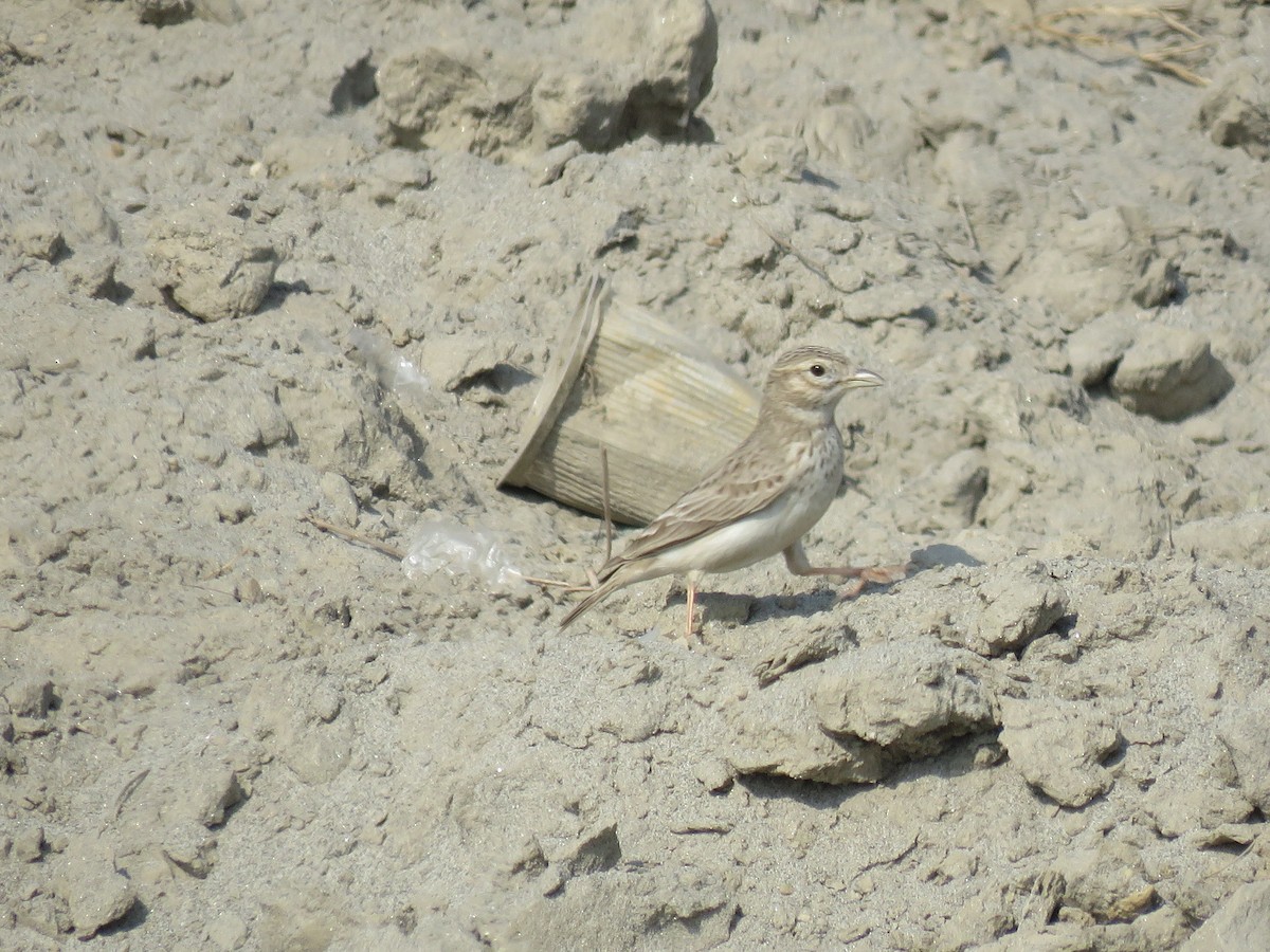 Sand Lark - Ritvik Singh