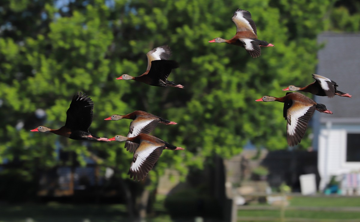 Black-bellied Whistling-Duck (fulgens) - ML454968601