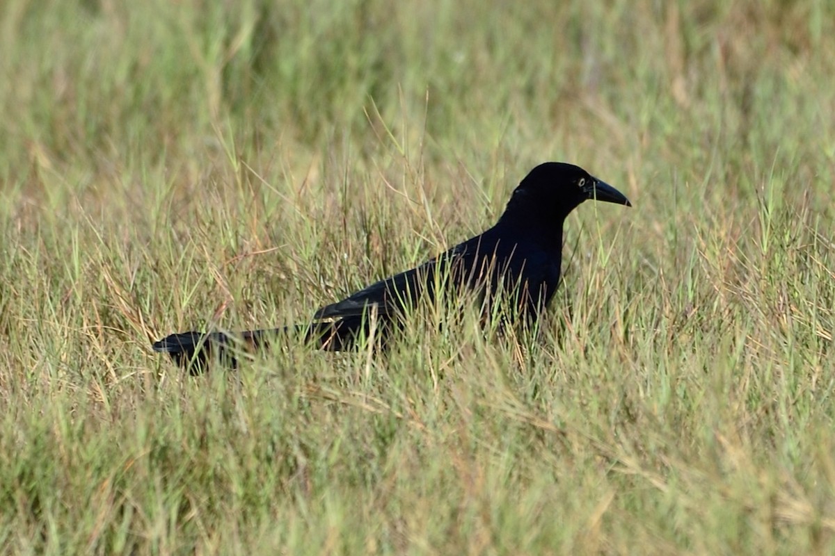 Great-tailed Grackle - ML45496891