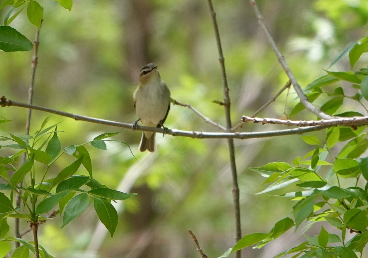 Red-eyed Vireo - ML454969071