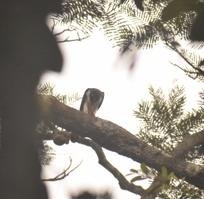 Gray-bellied Hawk - Orlando Acevedo Charry