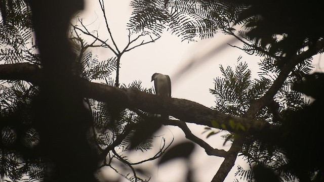 Gray-bellied Hawk - ML454969781