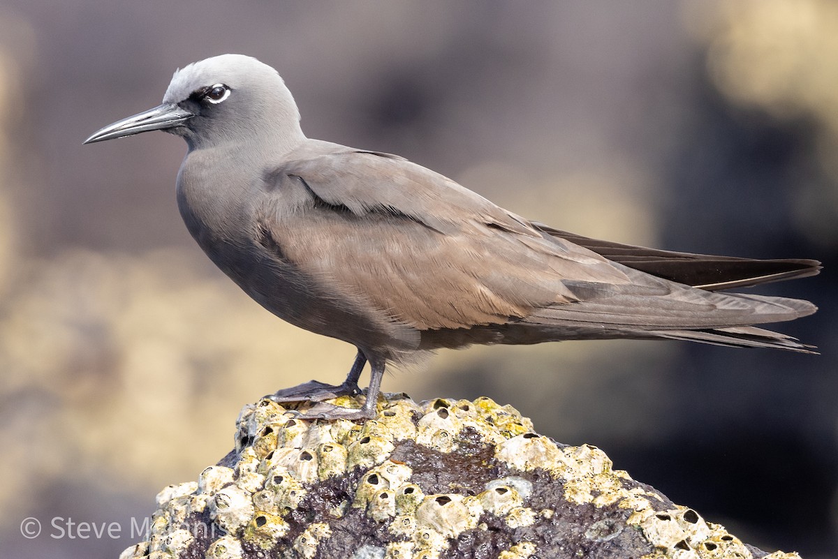 Brown Noddy - Steve McInnis