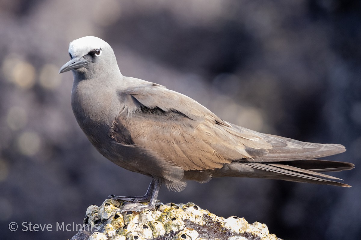 Brown Noddy - ML454971761