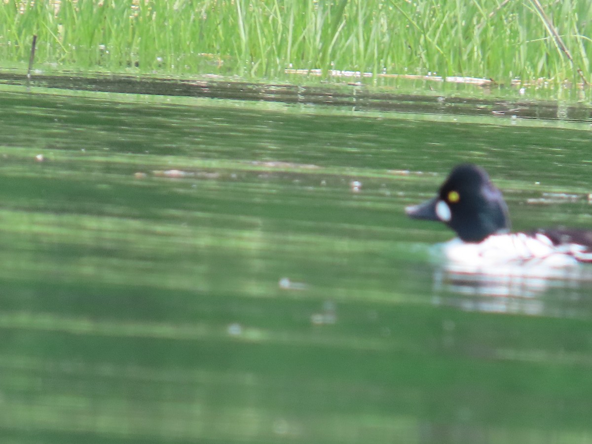 Common Goldeneye - ML454972941