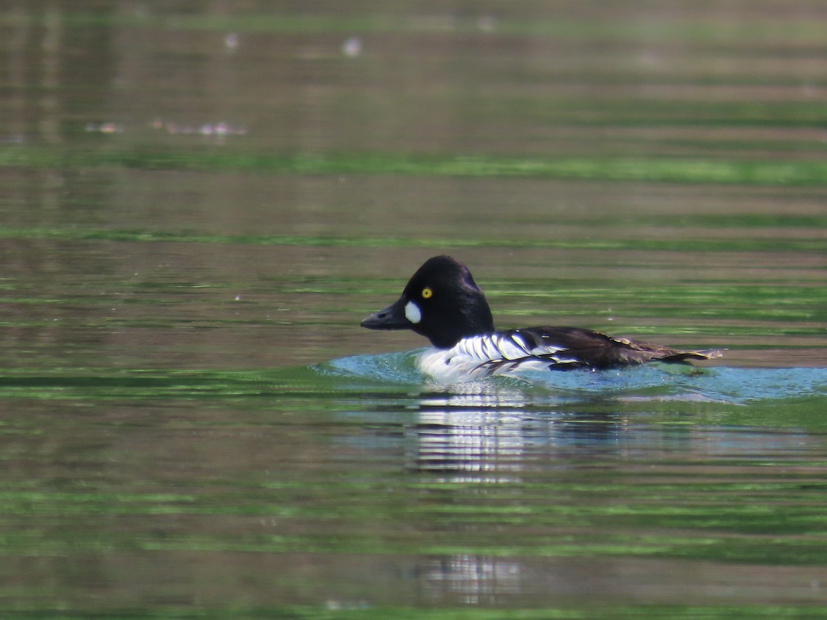 Common Goldeneye - ML454972961