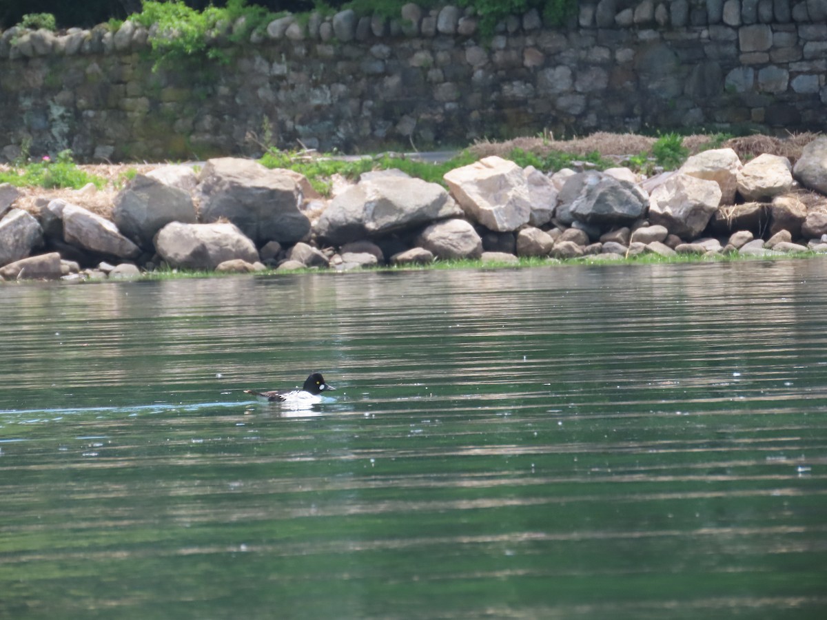 Common Goldeneye - ML454972971