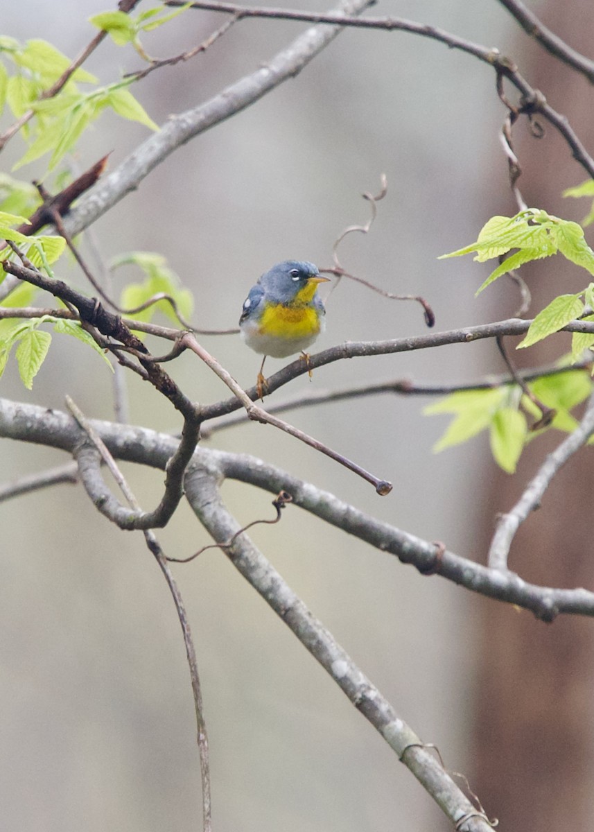 Northern Parula - ML454975531