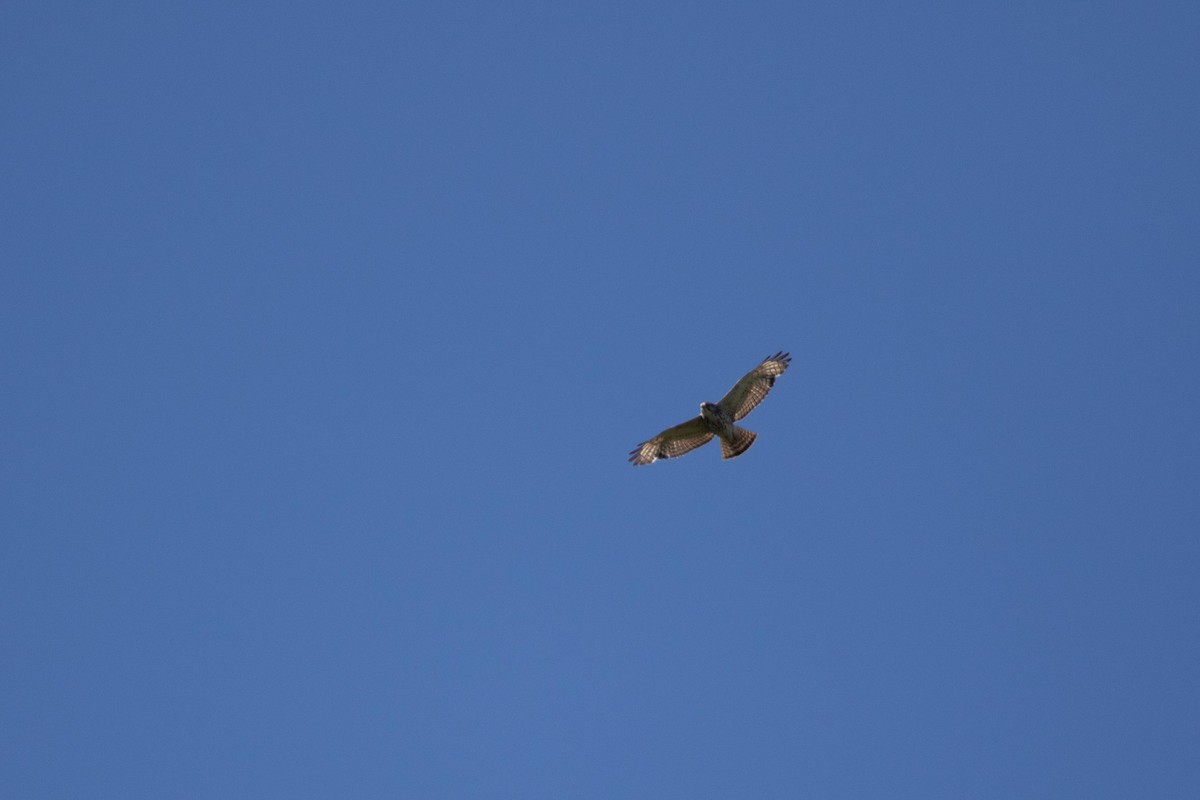 Broad-winged Hawk - ML454975831