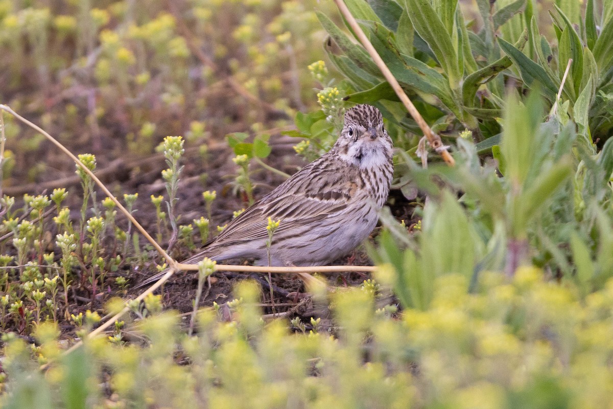 Vesper Sparrow - ML454976681