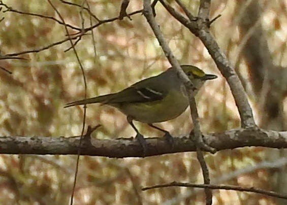 White-eyed Vireo - Ernie Bradley