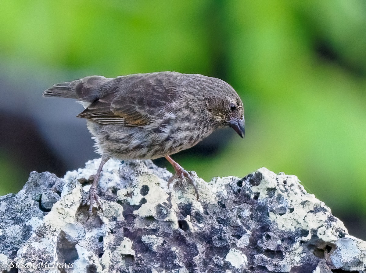 Small Ground-Finch - ML454977491