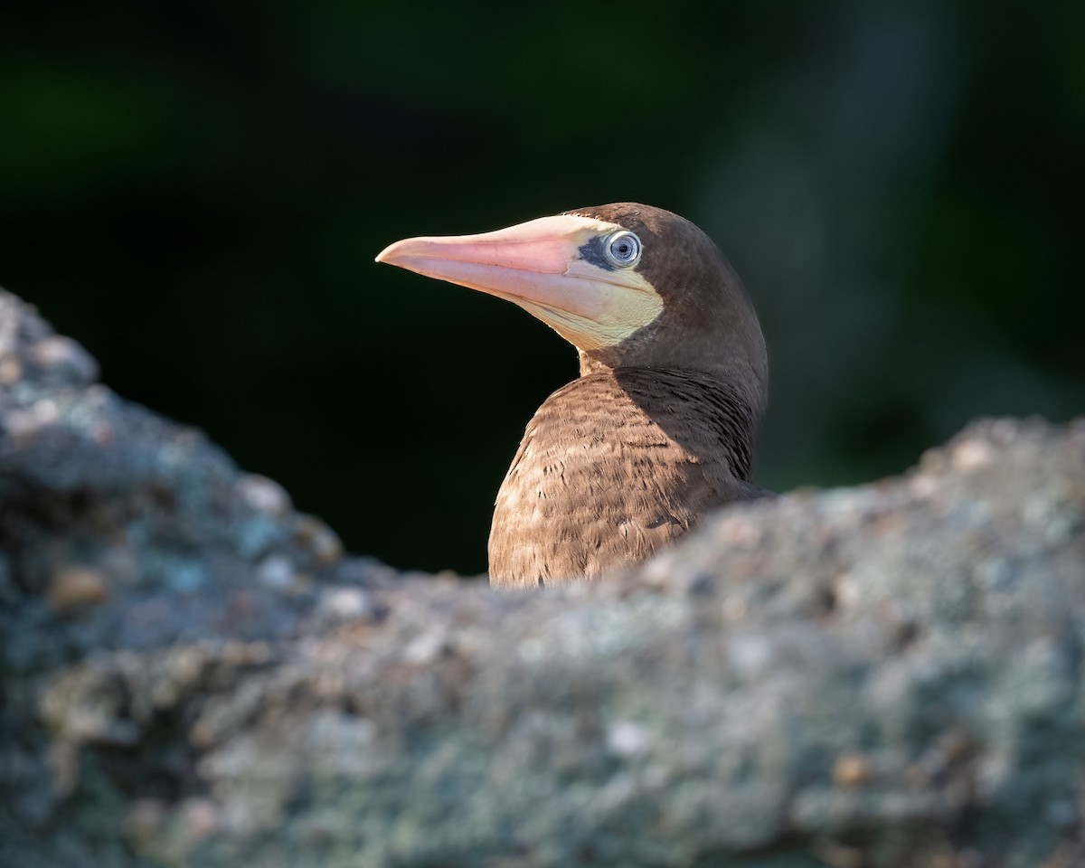 Brown Booby - ML454978911