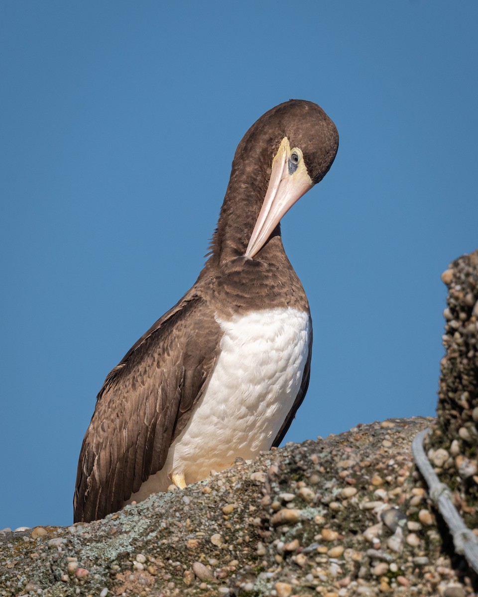 Brown Booby - ML454979311