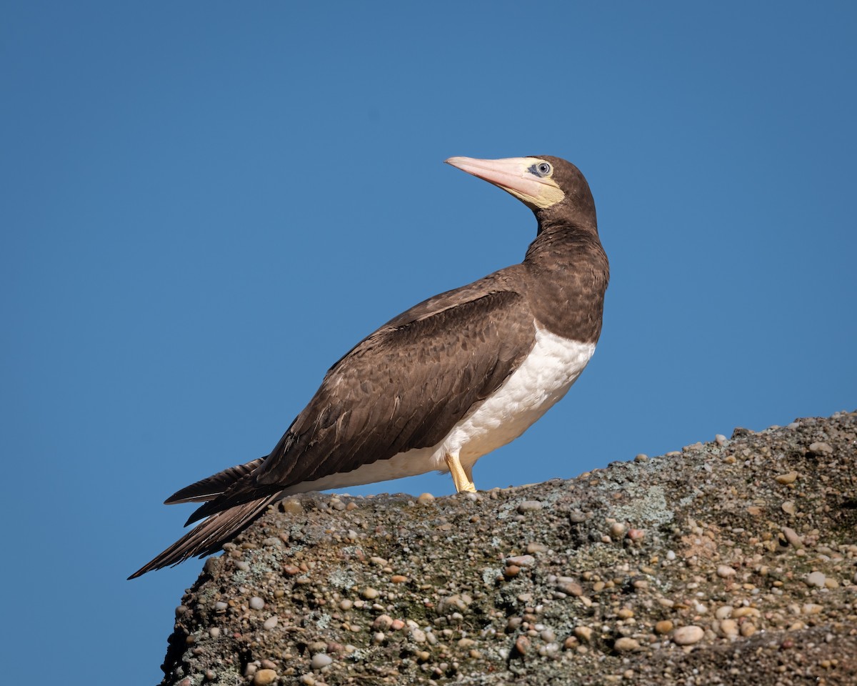 Brown Booby - ML454979441