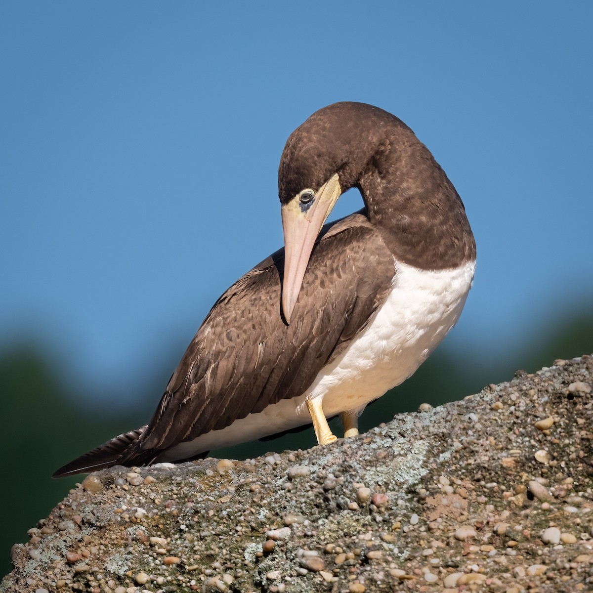 Brown Booby - ML454979461
