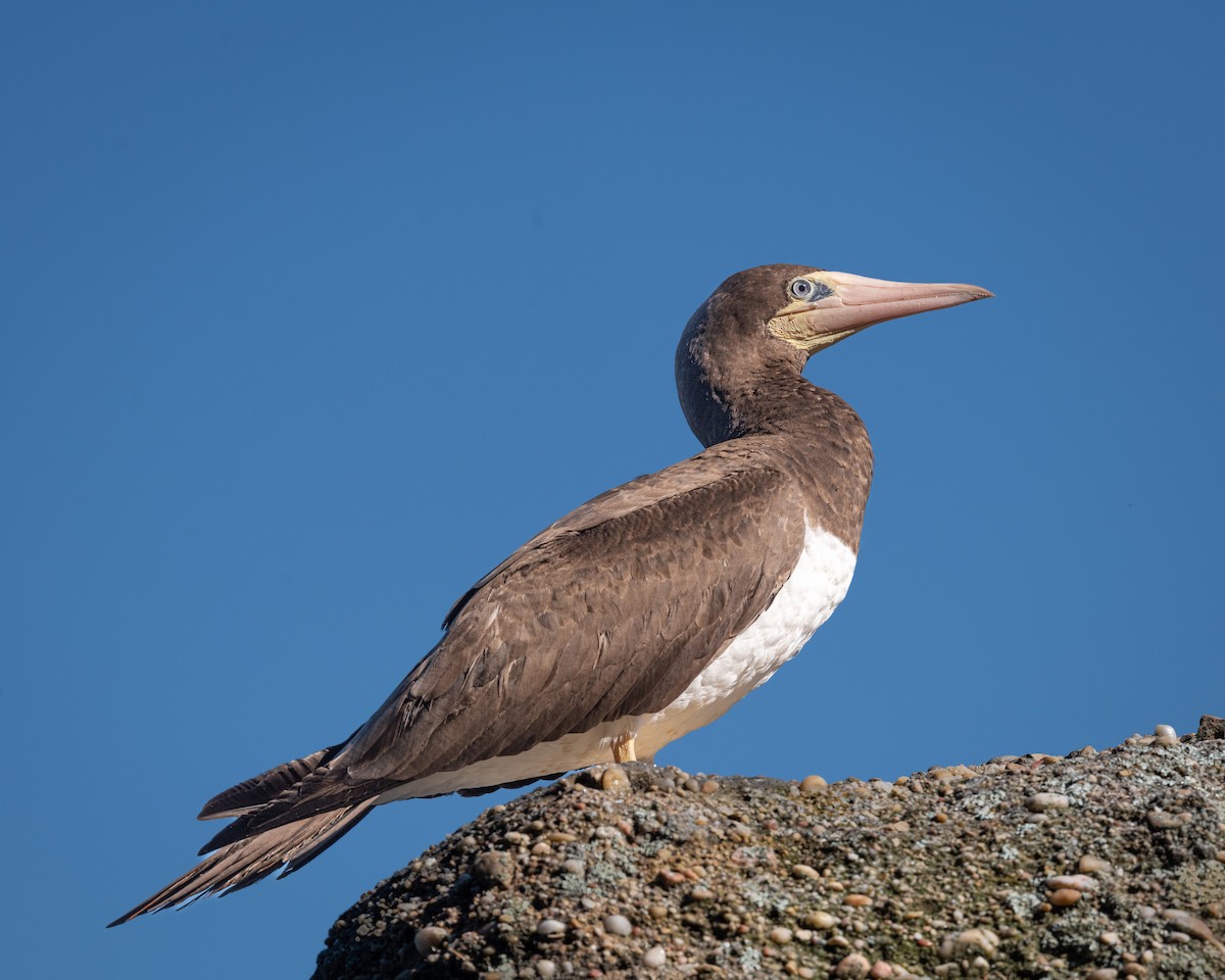 Brown Booby - ML454980401