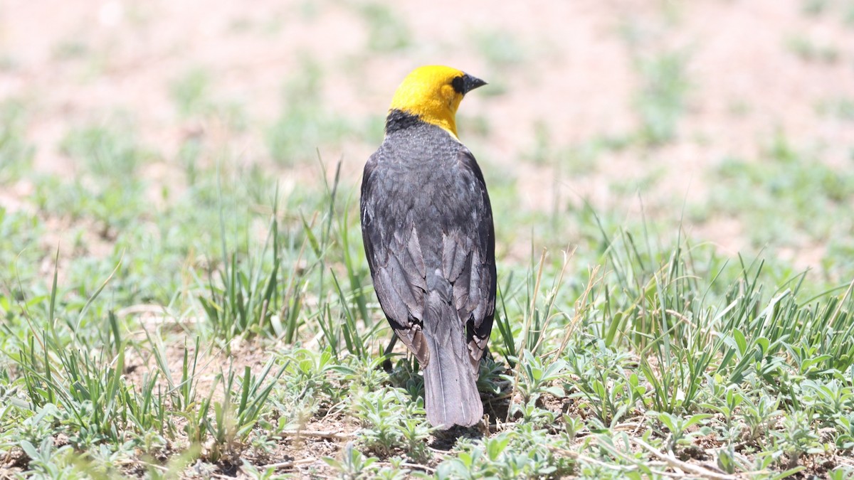 Yellow-headed Blackbird - ML454982011