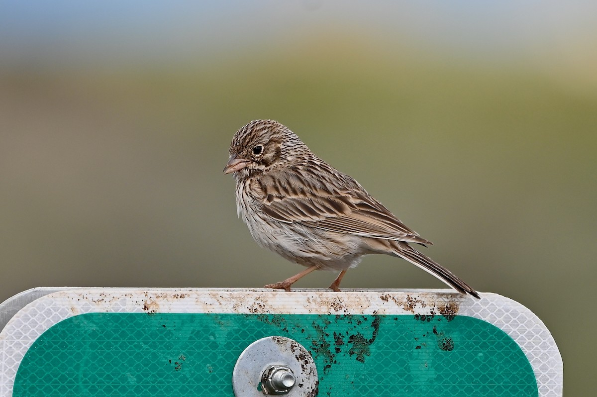 Vesper Sparrow - ML454982911