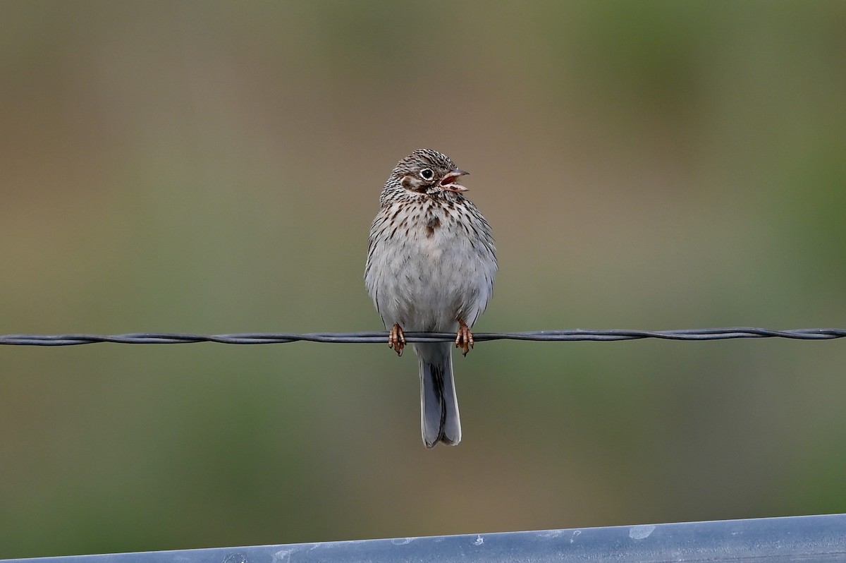 Vesper Sparrow - ML454982921
