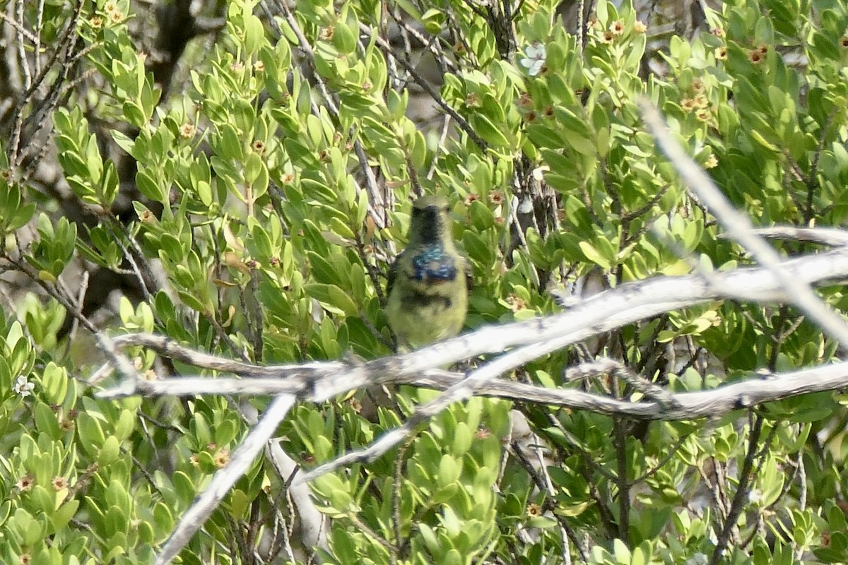Souimanga Sunbird (Sooty-bellied) - ML454983111