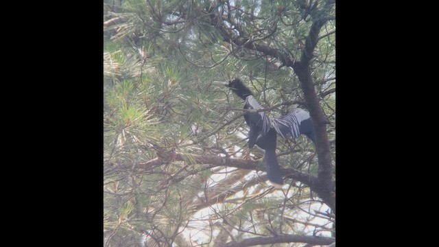 Anhinga d'Amérique - ML454983251