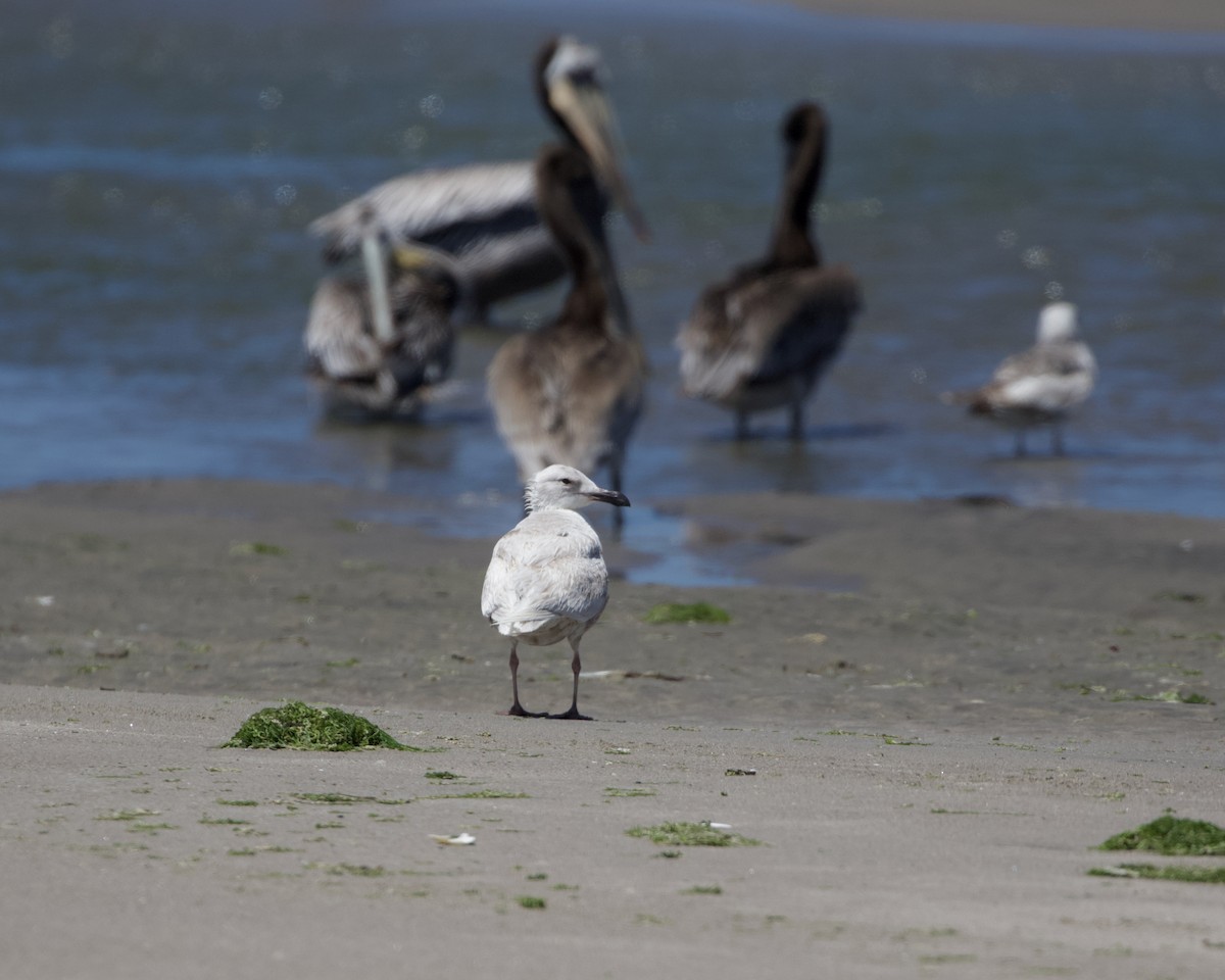 Glaucous-winged Gull - Terence Degan