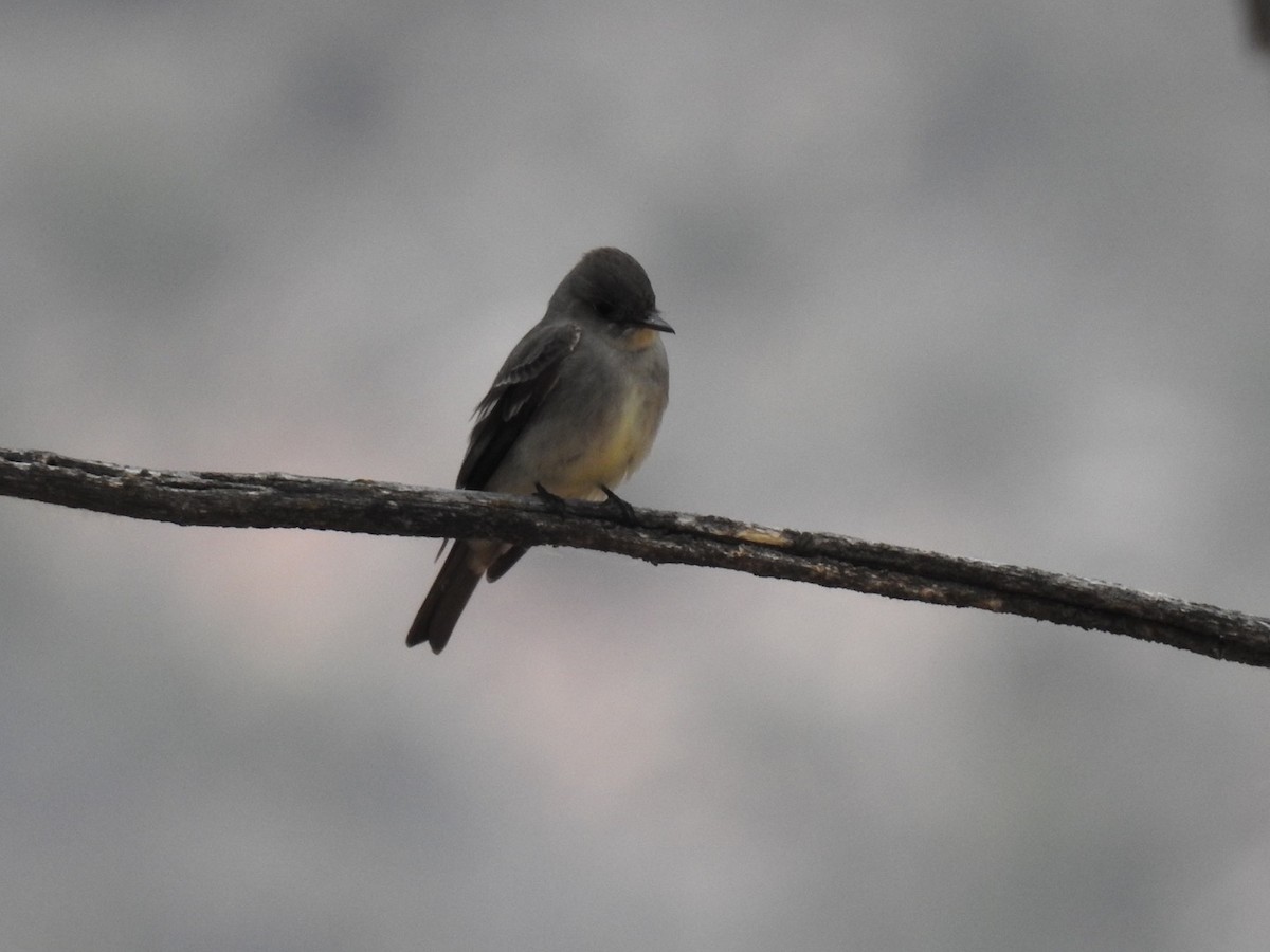 Western Wood-Pewee - ML454984261