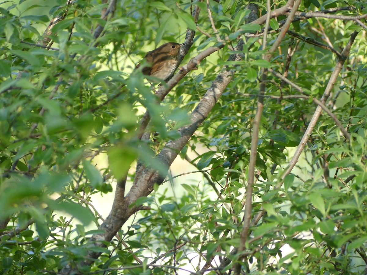 Swainson's Thrush - Gus van Vliet