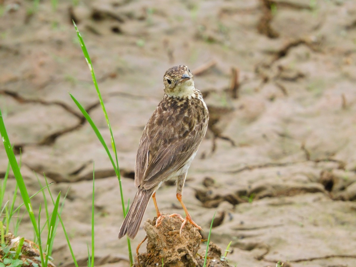 Yellowish Pipit - ML454984691