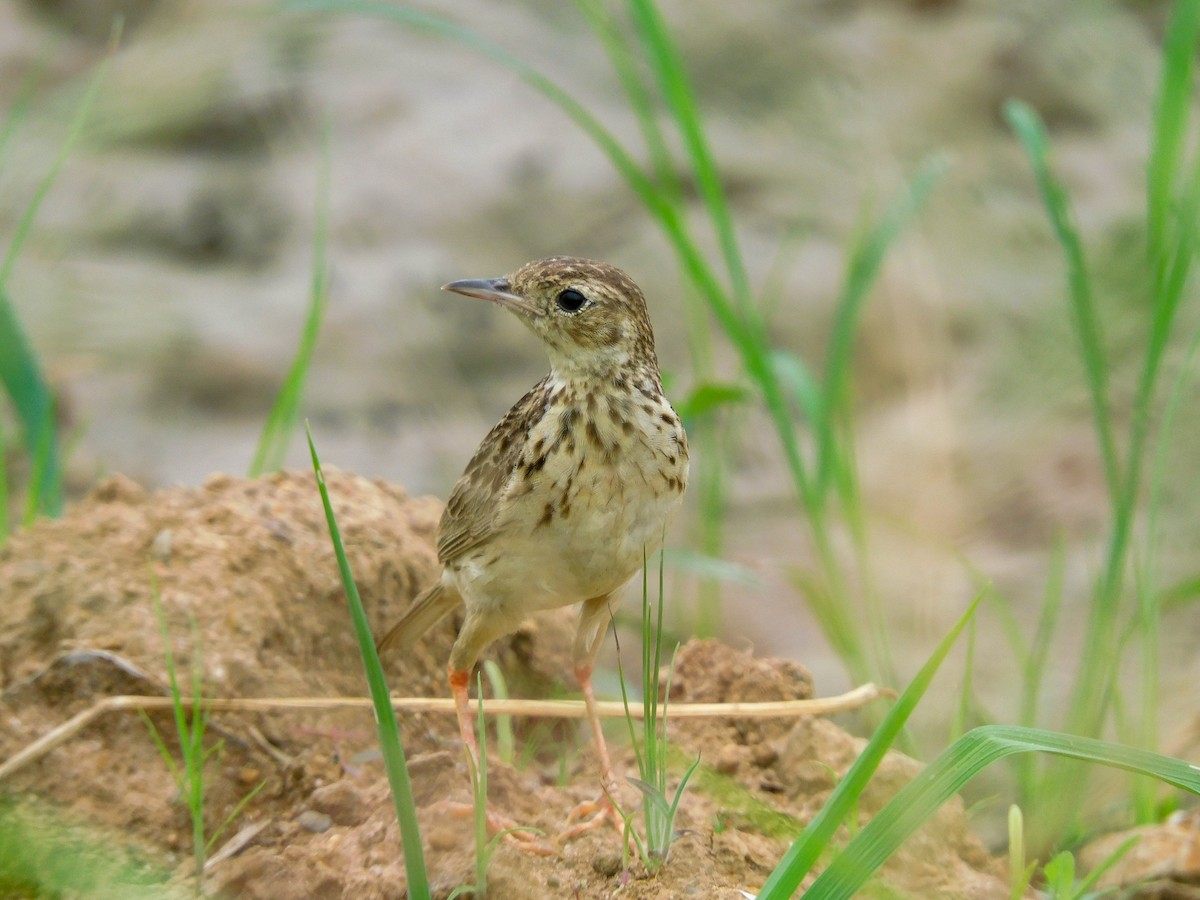 Yellowish Pipit - ML454984701