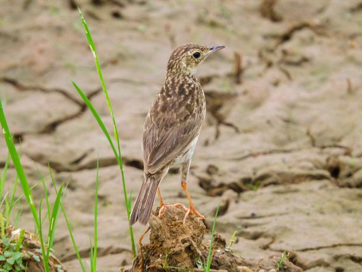 Yellowish Pipit - ML454984721