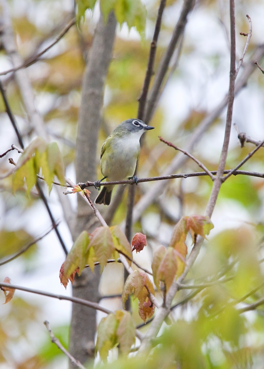 Blue-headed Vireo - ML454985271