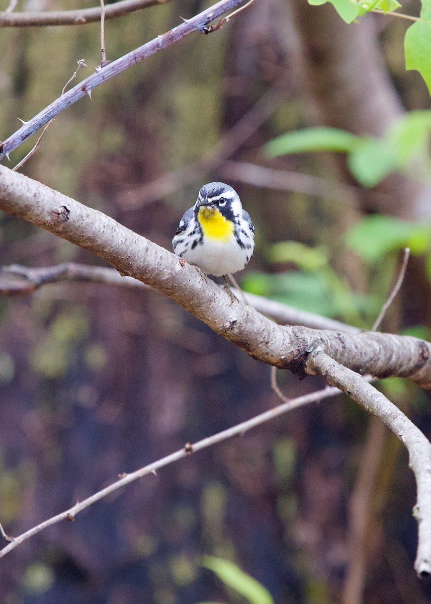 Yellow-throated Warbler - ML454985501