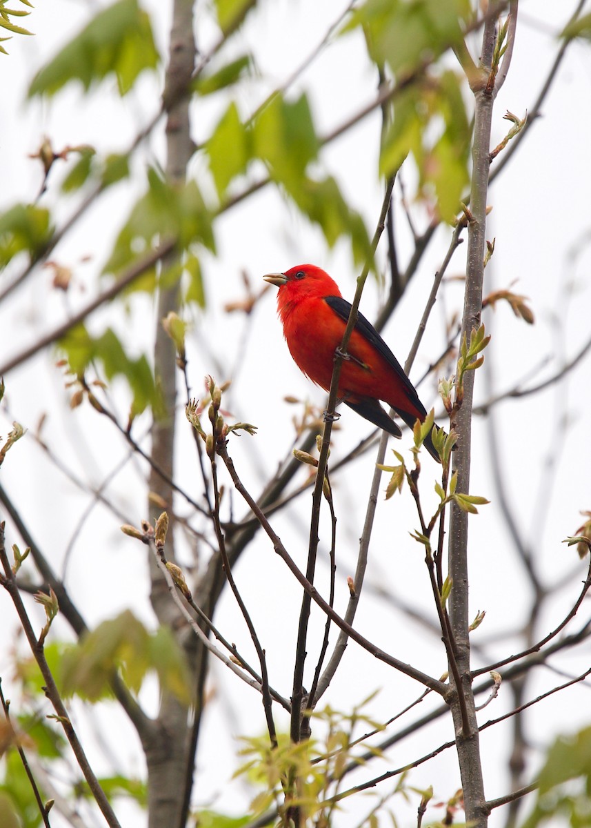 Scarlet Tanager - ML454985671