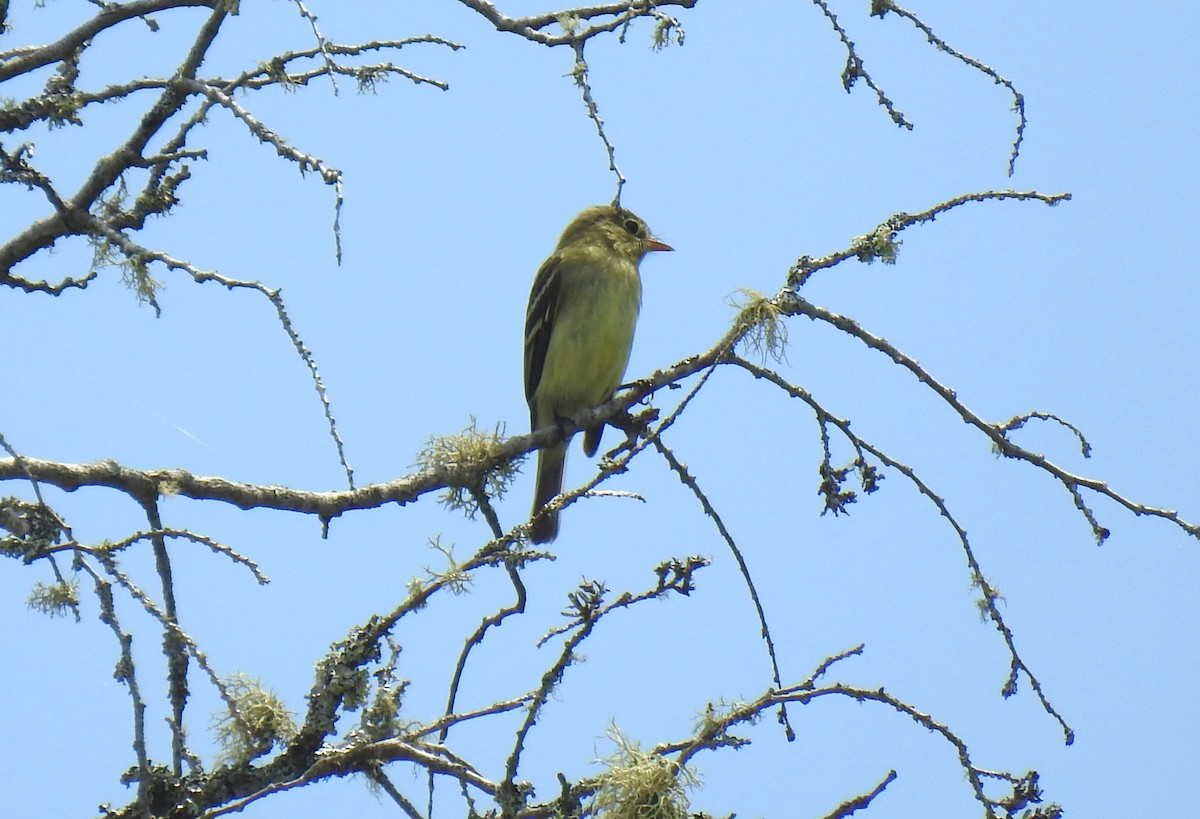 Yellow-bellied Flycatcher - Glenn Hodgkins