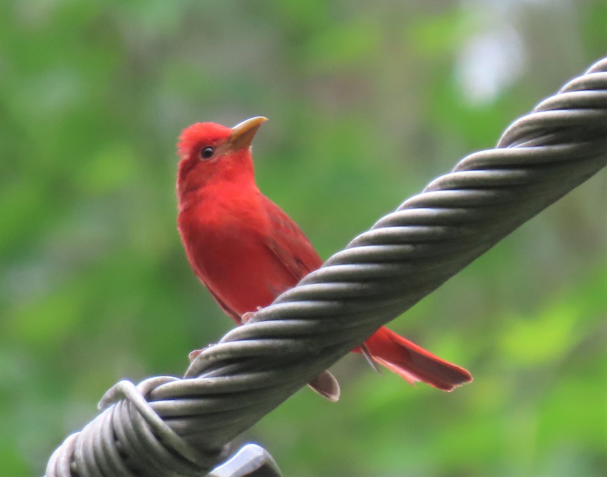 Summer Tanager - ML454987521