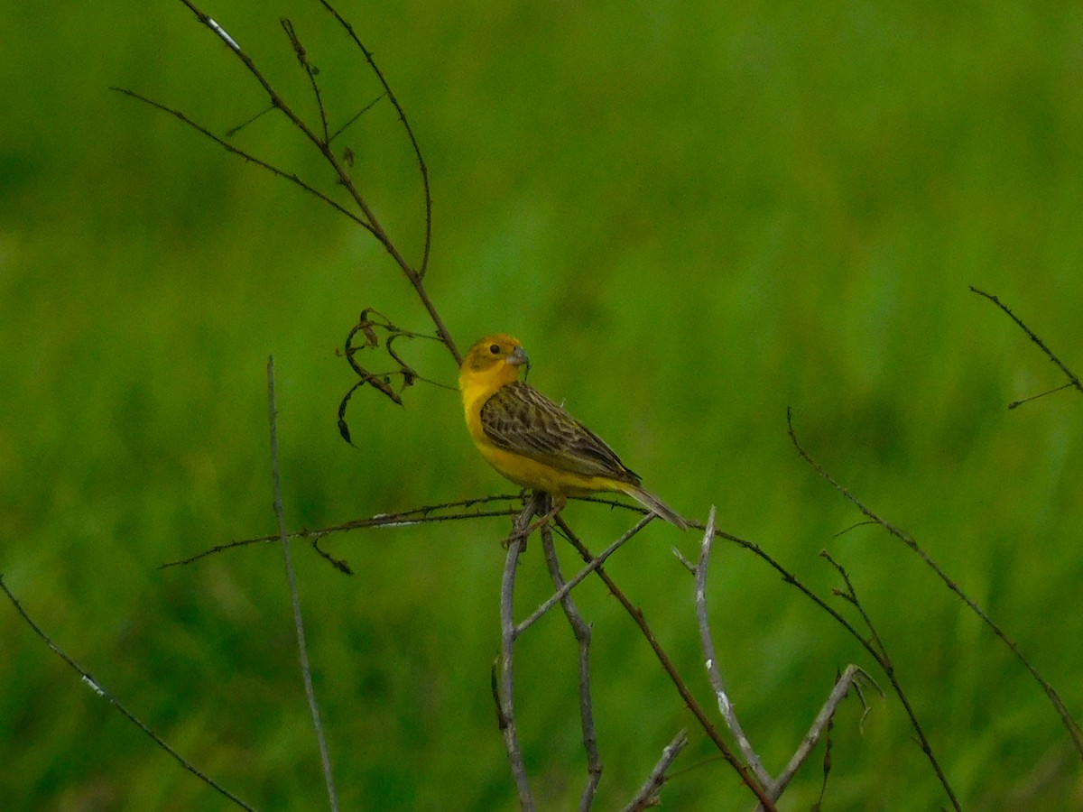 Grassland Yellow-Finch - ML454988281