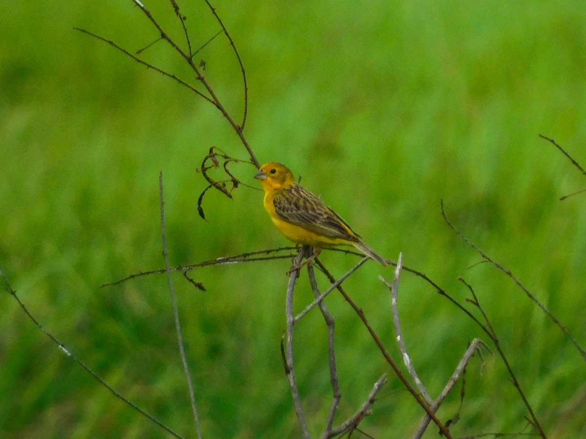 Grassland Yellow-Finch - ML454988291