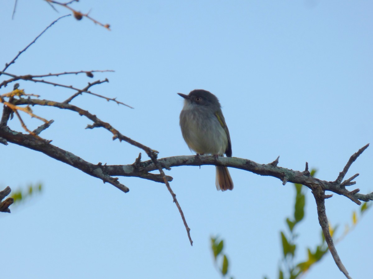 Pearly-vented Tody-Tyrant - ML454988311