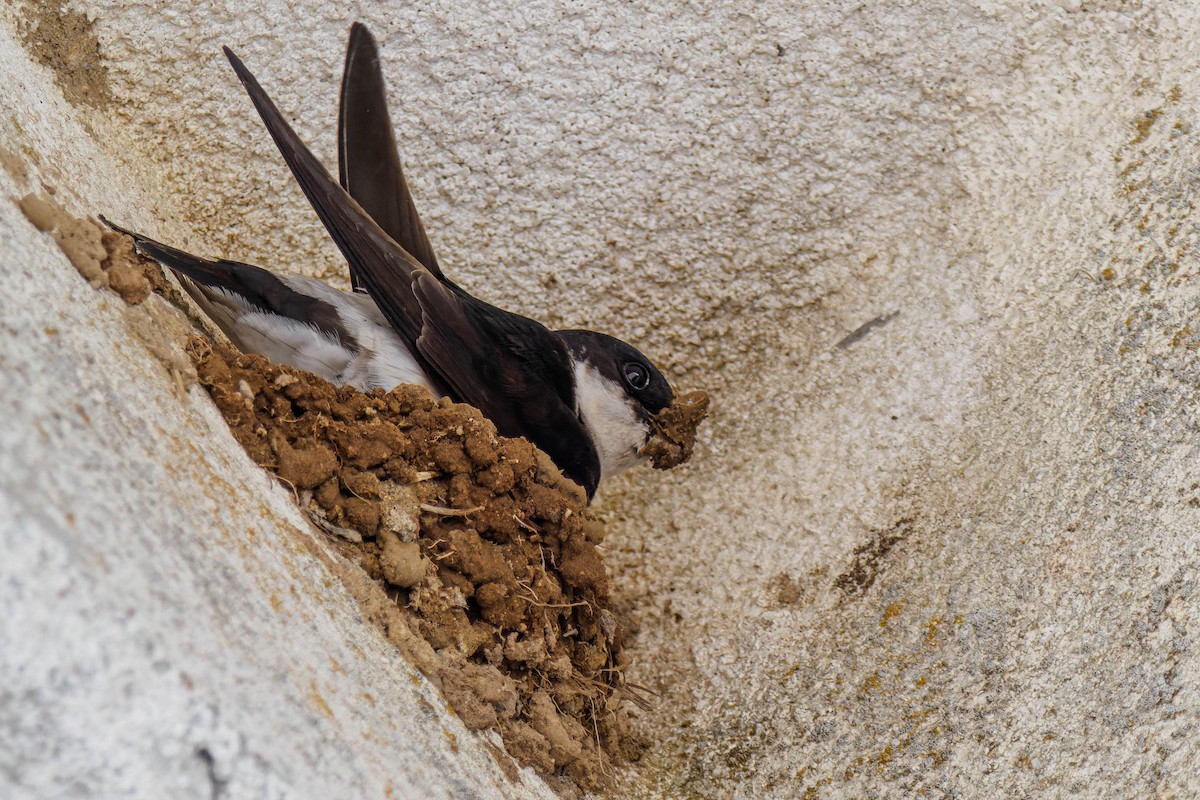 Asian House-Martin - ML454988691