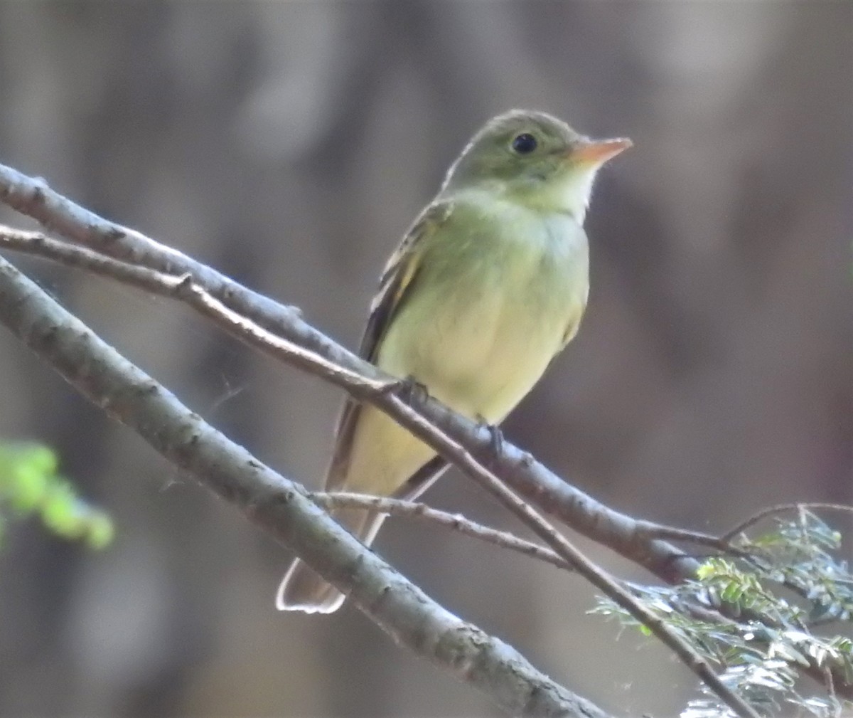 Acadian Flycatcher - ML454989111