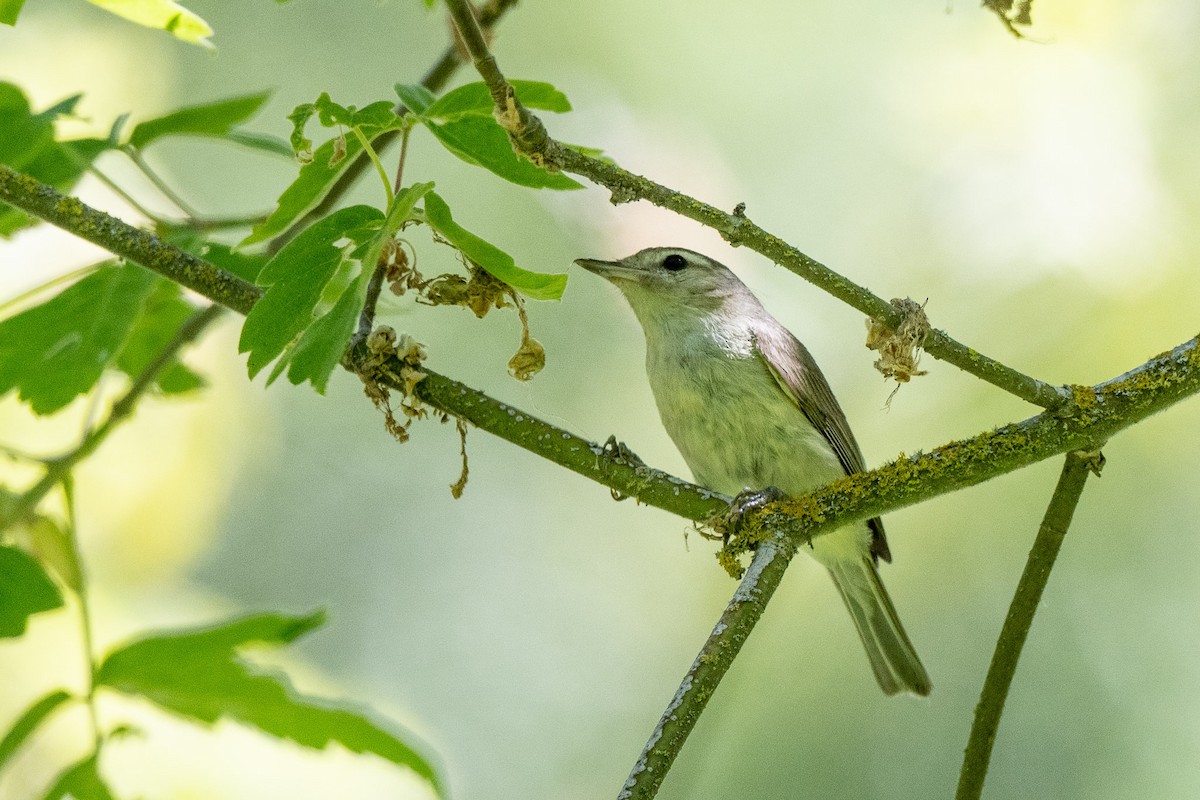 Warbling Vireo - ML454989151