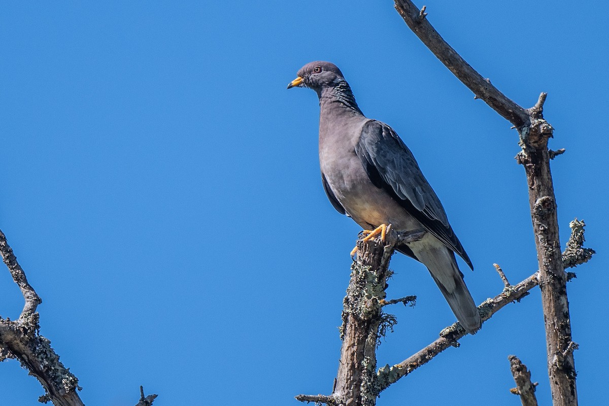 Band-tailed Pigeon - ML454989311