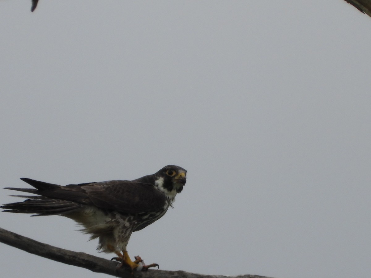 Peregrine Falcon - JDDJ Johnston